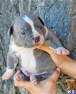 american pit bull puppy posted by Exotic Bully
